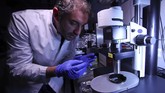 Peneliti Jerman mengembangkan teknologi untuk memproduksi organ tubuh manusia yang bisa tembus pandang. (REUTERS/Michael Dalder)