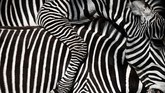 Gambar jarak dekat dari beberapa zebra di penangkaran di taman hewan Paris. (Parc zoologique de Paris). (Photo by Philippe LOPEZ / AFP)