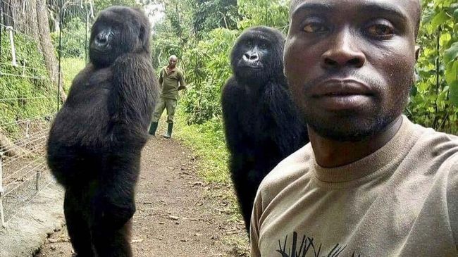 Kisah Persahabatan di Balik Foto Selfie Gorila yang Viral