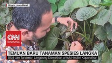 VIDEO: Begonia & Alpinia, Temuan Baru Tanaman Spesies Langka