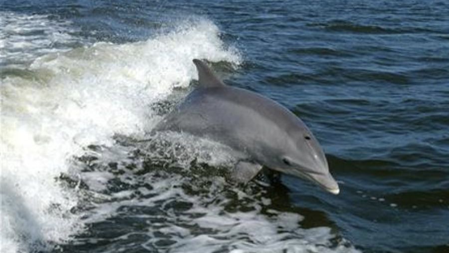 Seekor lumba-lumba hidung botol muncul pada permukaan Florida pada foto 2009. (REUTERS / USFW)