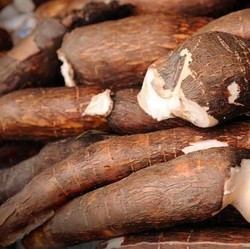 Tips Mudah Memilih Singkong yang Berkualitas Baik
