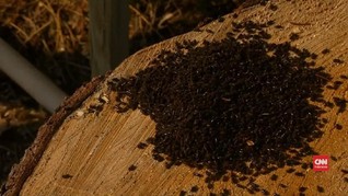 VIDEO: Wabah Kumbang Kulit Kayu Ancam Hutan Cemara di Eropa