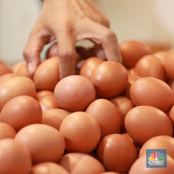 Waduh, Harga Telur Ayam Sudah Mulai Menggila