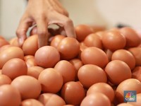 Waduh, Harga Telur Ayam Sudah Mulai Menggila
