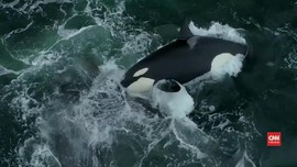 VIDEO: Orca Serang Paus Abu-abu di Perairan California
