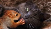 Pusha Si Kucing, yang mengadopsi dan tinggal bersama empat bayi tupai, berbaring di suatu taman di Bakhcisaray, Crimea. (REUTERS/Alexey Pavlishak)