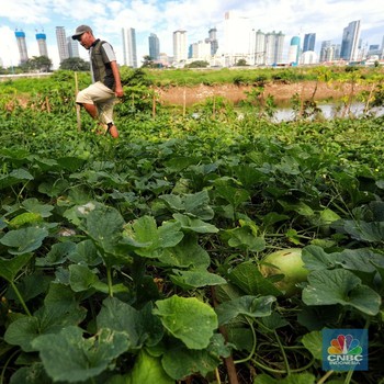 Jeritan Suara Petani Timun Suri Saat Cuaca Buruk