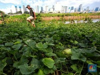 Jeritan Suara Petani Timun Suri Saat Cuaca Buruk