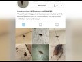 VIDEO: Kecoa Maryland Punya Akun Instagram Pribadi