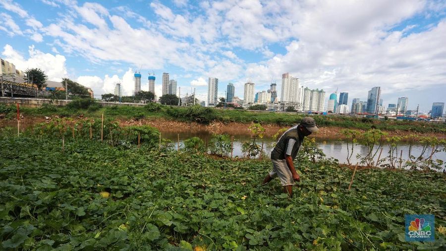 Akibat banjir yang melanda DKI Jakarta, petani timun suri di kawasan Banjir Kanal Barat mengeluh hasil tanamannya rusak.
