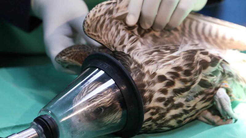 Abu Dhabi Falcon Hospital menyediakan fasilitas pemeriksaan medis khusus untuk burung elang.