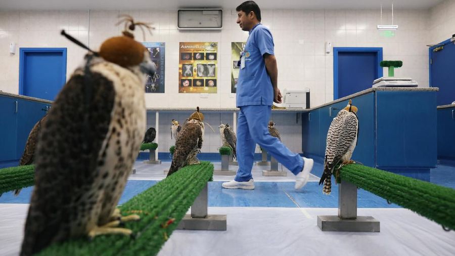 Abu Dhabi Falcon Hospital menyediakan fasilitas pemeriksaan medis khusus untuk burung elang.