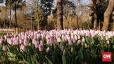Bunga Tulip di Taman Emirgan. Tulip sebenarnya berasal dari Turki, lalu bibitnya disebar ke berbagai negara. Bunga ini biasanya mekar pada Maret-April. (CNNIndonesia/Agustiyanti)
