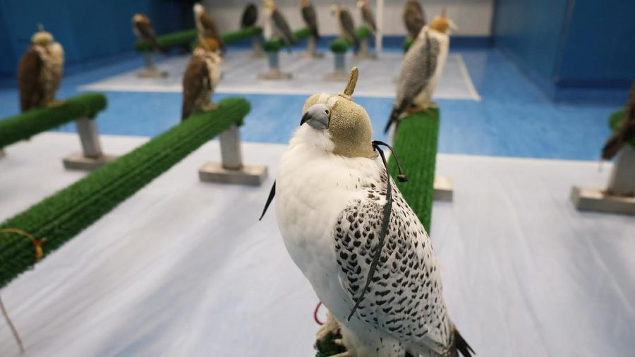 Abu Dhabi Falcon Hospital menyediakan fasilitas pemeriksaan medis khusus untuk burung elang.