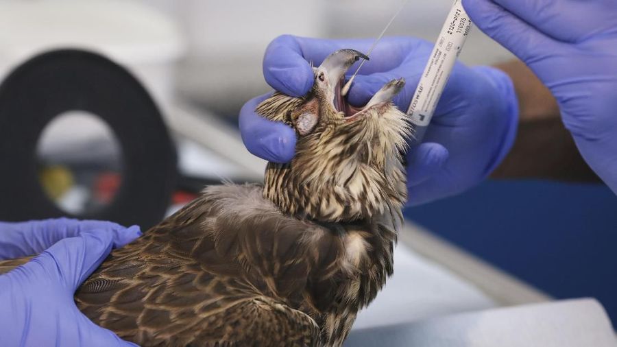 Abu Dhabi Falcon Hospital menyediakan fasilitas pemeriksaan medis khusus untuk burung elang.