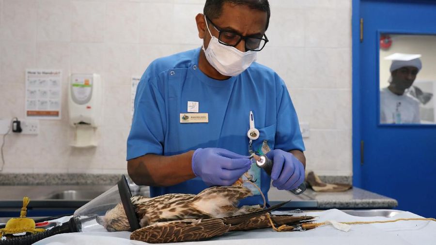 Abu Dhabi Falcon Hospital menyediakan fasilitas pemeriksaan medis khusus untuk burung elang.