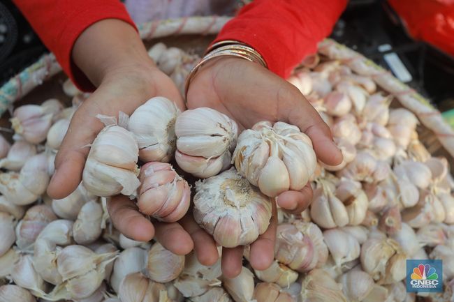 Sstt Ada Yang Aneh Dengan Harga Bawang Putih Tahun Ini