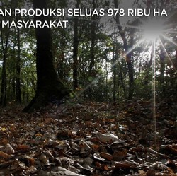 Jokowi Cabut Izin Jutaan Ha Lahan Kehutanan, Cek Daftarnya!