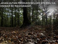 Jokowi Cabut Izin Jutaan Ha Lahan Kehutanan, Cek Daftarnya!