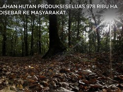 Hampir 1 Juta Ha Lahan Hutan Produksi Dibagi ke Masyarakat