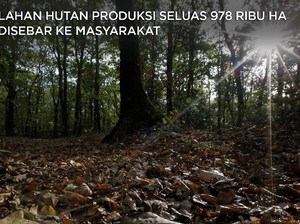 Hampir 1 Juta Ha Lahan Hutan Produksi Dibagi ke Masyarakat