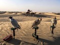 Alap-alap, Burung Predator Kesayangan Timur Tengah