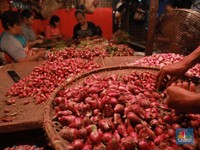 Hemat Uang Belanja, Coba Cara Tanam Bawang Merah Ini Bunda