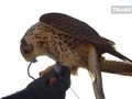VIDEO: Burung Alap-alap, Pemburu Ulung yang Setia