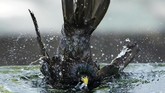 Seekor burung mandi di suatu air mancur di Manhattan, New York, Amerika Serikat. (REUTERS/Carlo Allegri)