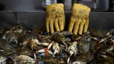 Sarung tangan bekas terlihat di samping baki milik toko Maryland Blue Crabs di pasar ikan Maine Avenue di Washington, Amerika Serikat. (REUTERS/Clodagh Kilcoyne)