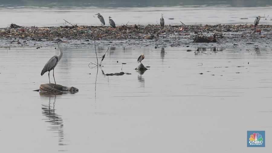 Hari Migrasi Burung Sedunia dimulai pada tahun 2006 yang merupakan kampanye peningkatan kesadaran untuk konservasi burung migran dan habitatnya.