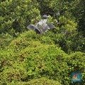 Pemerintah Godok Proyek Hutan Masuk Bursa Karbon, Harganya Premium