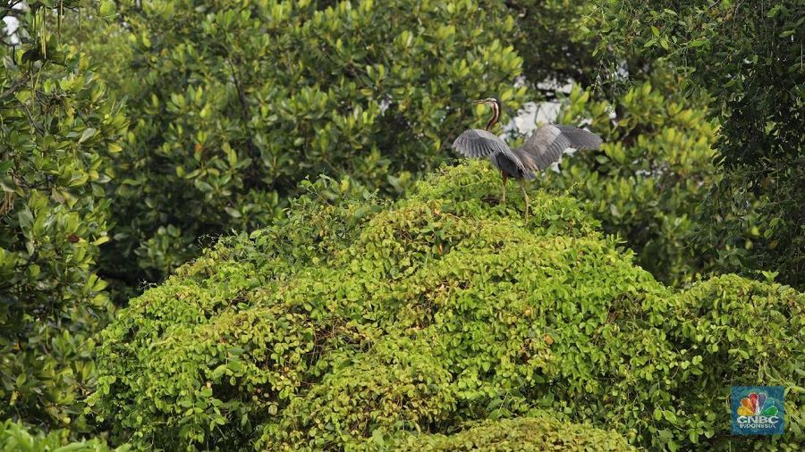 Hari Migrasi Burung Sedunia: Burung residen Cangak Abu (Ardea cinerea) berada di kawasan Hutan Lindung Angke Kapuk, Jakarta, Sabtu (11/5/2019). (CNBC Indonesia/Muhamad Sabki)