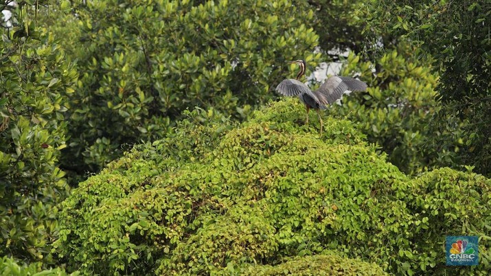 Hari Migrasi Burung Sedunia: Burung residen Cangak Abu (Ardea cinerea) berada di kawasan Hutan Lindung Angke Kapuk, Jakarta, Sabtu (11/5/2019). (CNBC Indonesia/Muhamad Sabki)