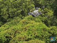 Pemerintah Godok Proyek Hutan Masuk Bursa Karbon, Harganya Premium