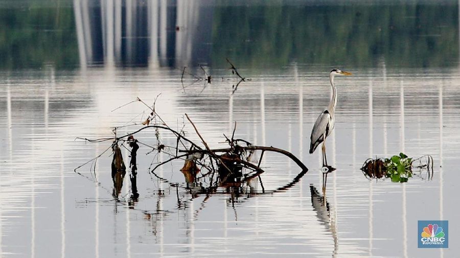 Hari Migrasi Burung Sedunia dimulai pada tahun 2006 yang merupakan kampanye peningkatan kesadaran untuk konservasi burung migran dan habitatnya.