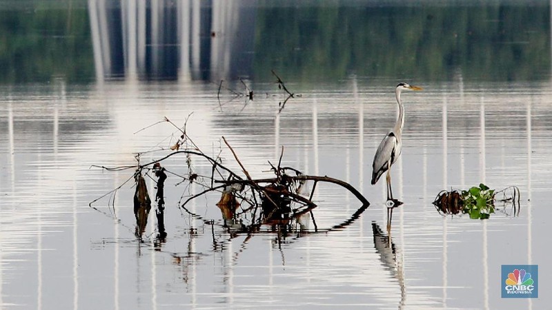 Hari Migrasi Burung Sedunia dimulai pada tahun 2006 yang merupakan kampanye peningkatan kesadaran untuk konservasi burung migran dan habitatnya.
