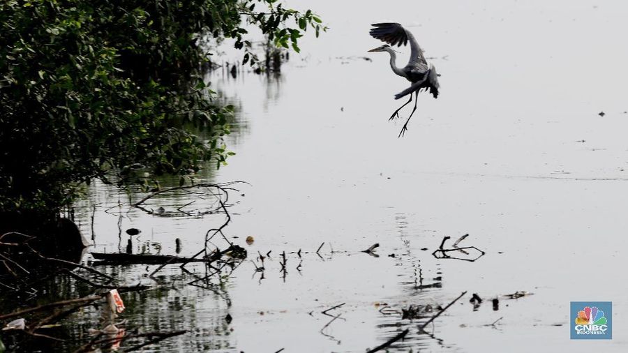 Hari Migrasi Burung Sedunia dimulai pada tahun 2006 yang merupakan kampanye peningkatan kesadaran untuk konservasi burung migran dan habitatnya.