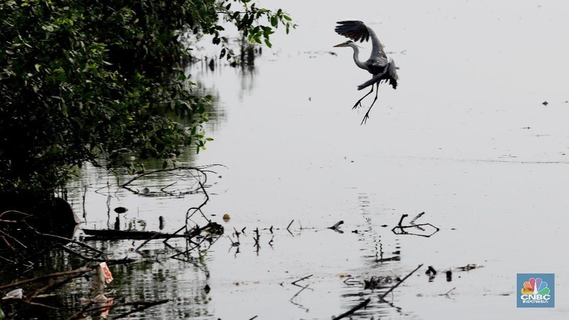 Hari Migrasi Burung Sedunia dimulai pada tahun 2006 yang merupakan kampanye peningkatan kesadaran untuk konservasi burung migran dan habitatnya.