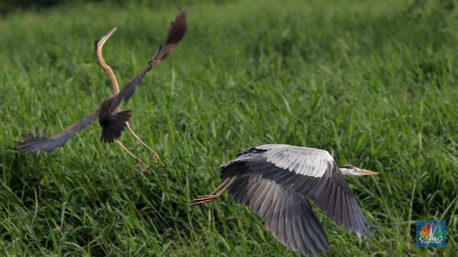 Hari Migrasi Burung Sedunia dimulai pada tahun 2006 yang merupakan kampanye peningkatan kesadaran untuk konservasi burung migran dan habitatnya.