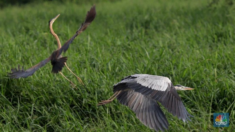 Hari Migrasi Burung Sedunia dimulai pada tahun 2006 yang merupakan kampanye peningkatan kesadaran untuk konservasi burung migran dan habitatnya.