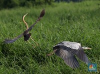 Migrasi Burung Dunia, Begini Penampakan dari Kawasan Angke