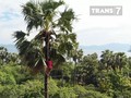 VIDEO: Asal Usul Sophia, Minuman Fermentasi Tanah Flores