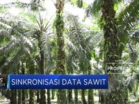Kementan Segera Sinkronisasi Data Sawit