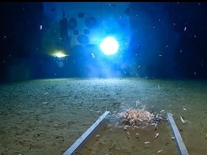Laut Terdalam di Dunia: Misteri Challenger Deep