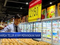Harga Telur Ayam Mulai Merangkak Naik