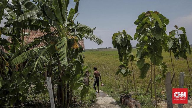 Bakar Ladang dengan Cara Adat, Tiga Petani Ditahan