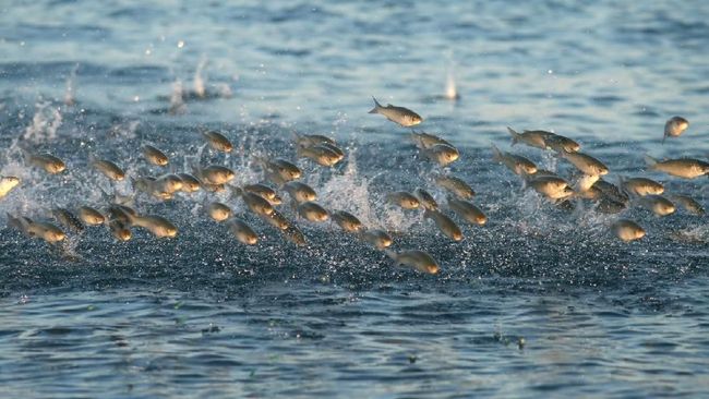 LIPI Bantah Ikan Terdampar di Bali Adalah Pertanda Gempa
