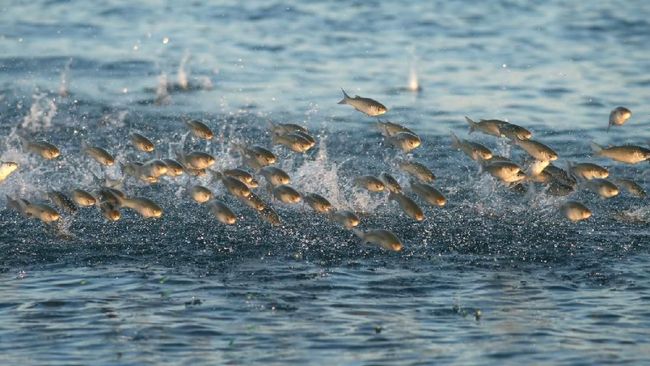 Lipi Bantah Ikan Terdampar Di Bali Adalah Pertanda Gempa